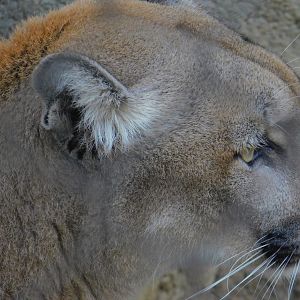 Mountain Lion
