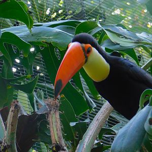 Toco Toucan