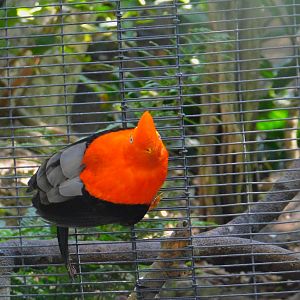 Andean Cock-Of-The-Rock