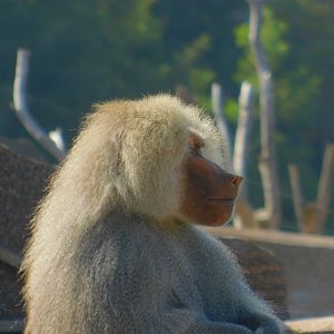 Hamadryas Baboon