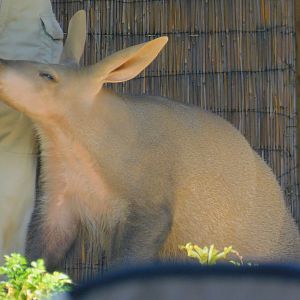Aardvark