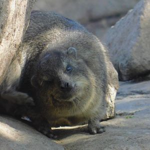 Rock Hyrax