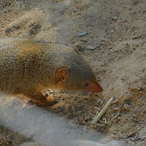 Dwarf Mongoose