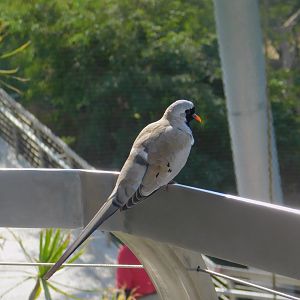 Namaqua Dove