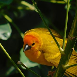 Taveta Golden Weaver