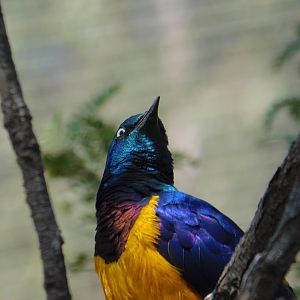 Golden Breasted Starling