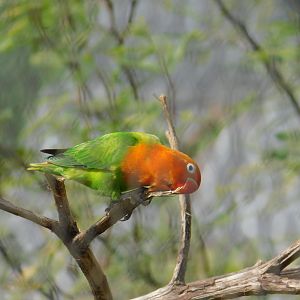 Fischer’s Lovebird