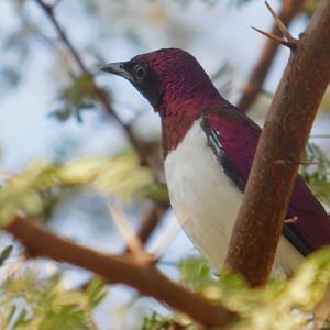 Violet Backed Starling