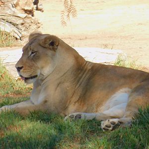 African Lion