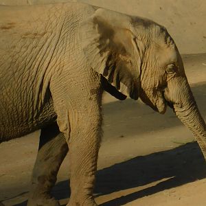 African Elephant