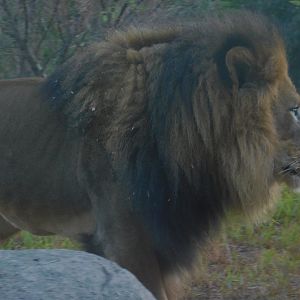 African Lion