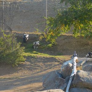 Ruppell’s Vultures