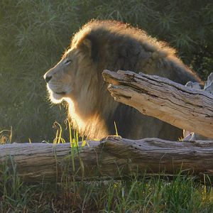 African Lion