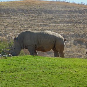 Southern White Rhinoceros