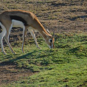 Thompson’s Gazelle