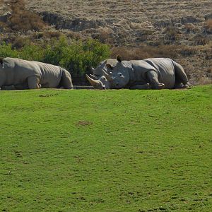 Southern White Rhinoceros