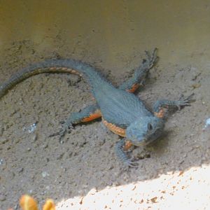 Gorongosa Girdled Lizard