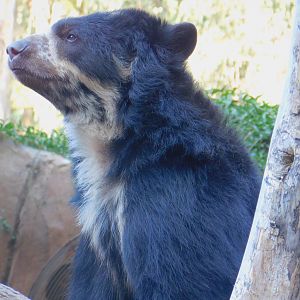 Spectacled Bear
