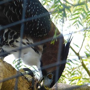 Ornate Hawk-Eagle