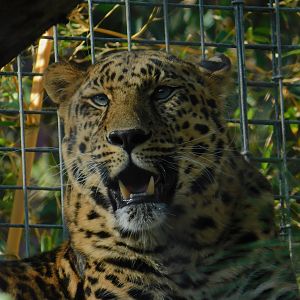 Amur Leopard