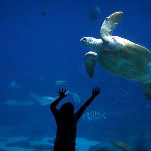 Sep. 2019 - Ocean Voyager - Green Sea Turtle