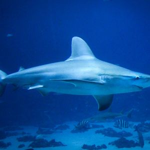 Sep. 2019 - Ocean Voyager - Sandbar