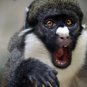 Sep. 2019 - The Lost Forest - Monkey Trails & Forest Tales - Spot-nosed Guenon