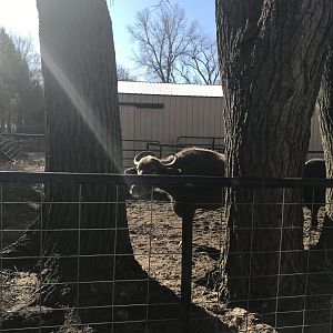 New Water Buffalo Yard
