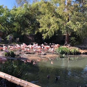 Chilean flamingo exhibit