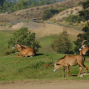 Roan Antelope