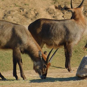 Waterbuck