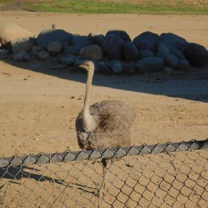 Ostrich