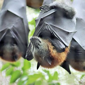 Grey-headed Flying Fox (Pteropus poliocephalus)