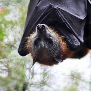 Grey-headed Flying Fox (Pteropus poliocephalus)
