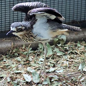 Bush Stone Curlew (Burhinus grallarius)