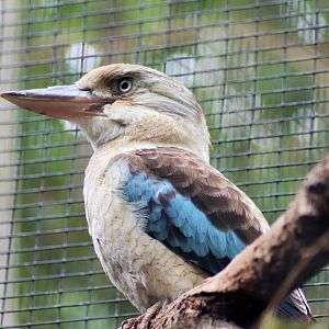 Blue-winged Kookaburra (Dacelo leachii)