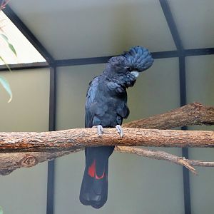 Red-tailed Black Cockatoo (Calyptorhynchus banksii)