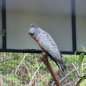 Female Gang-gang Cockatoo (Callocephalon fimbriatum)