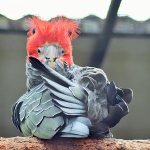 Male Gang-gang Cockatoo (Callocephalon fimbriatum)