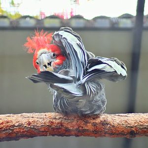 Male Gang-gang Cockatoo (Callocephalon fimbriatum)