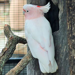 Major Mitchell's Cockatoo (Lophochroa leadbeateri)