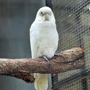 Little Corella (Cacatua sanguinea)
