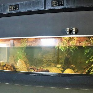 Platypus Tank
