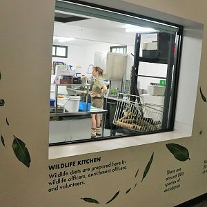 Brisbane Koala Science Institute - Viewing Window