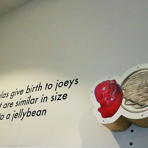 Brisbane Koala Science Institute - Koala Facts