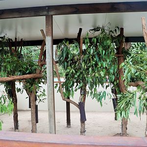 Koala Enclosure