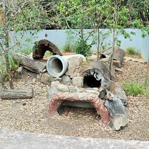 Tasmanian Devil Enclosure