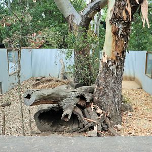 Another Tasmanian Devil Enclosure