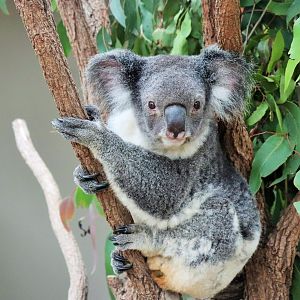 Koala (Phascolarctos cinereus)