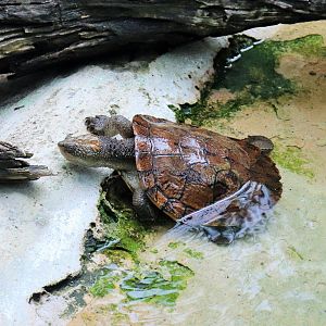 Saw-shelled Turtle (Myuchelys latisternum)